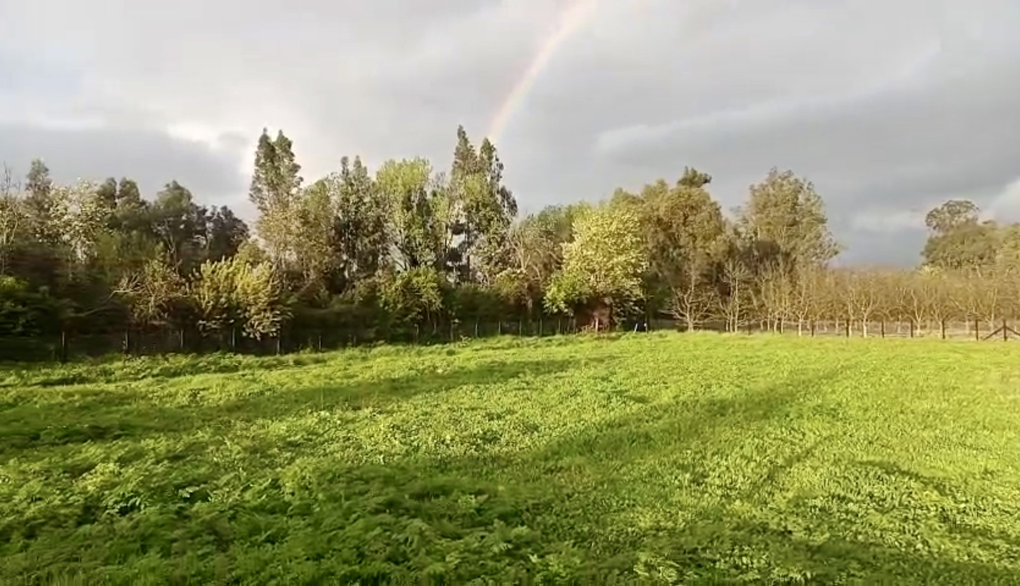 PARCELA ISLA DE MAIPO – VISTA NORESTE